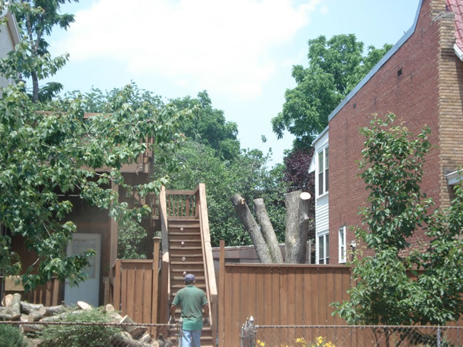 Tree Care/Tree Removal Services