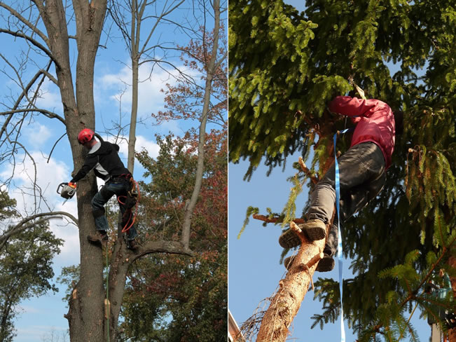 Tree Care/Tree Removal Services